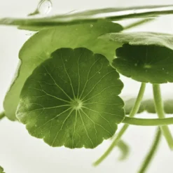 Light On Serum Centella + Vita C