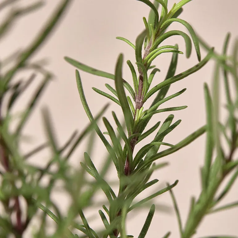 Rosemary Relief Gel Cleanser
