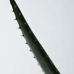 Soothing Aloe Vera Gel