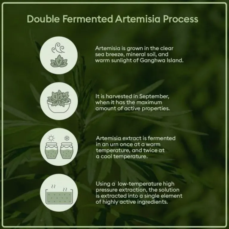 Time Revolution Artemisia Treatment Essence